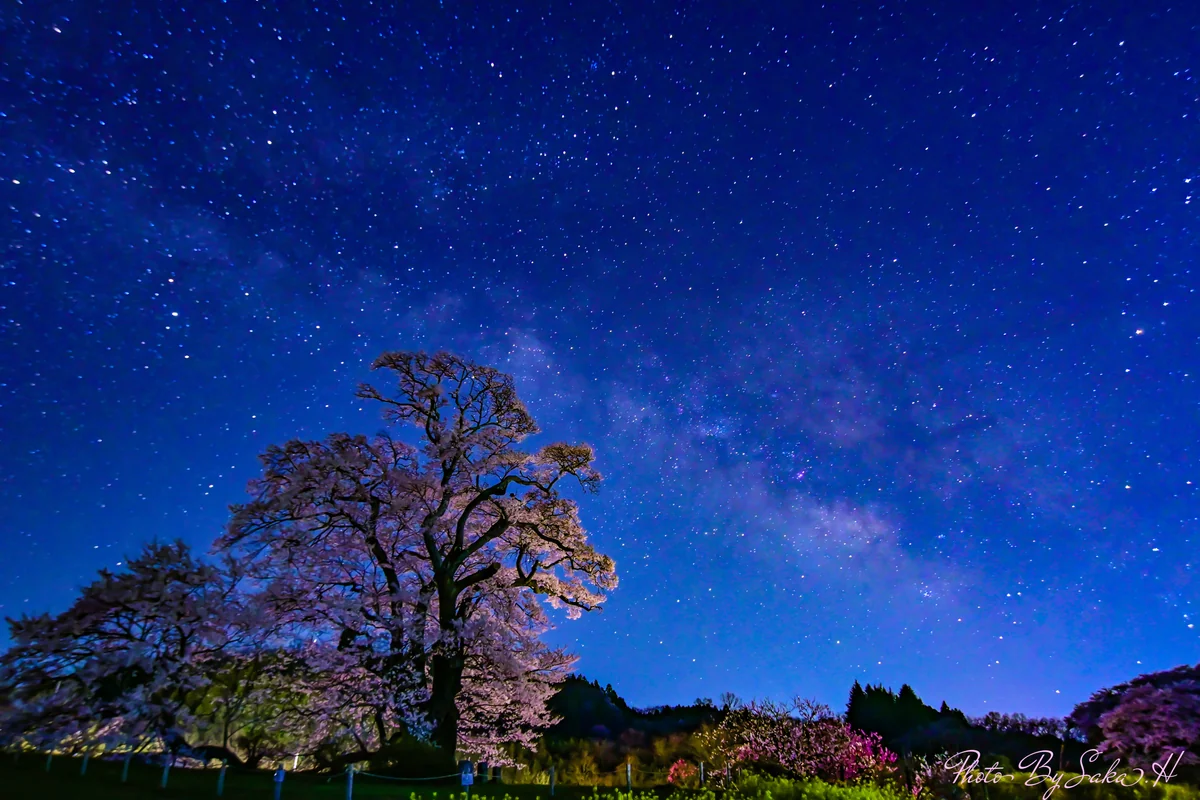 投稿写真：塩ノ崎の大桜と天の川