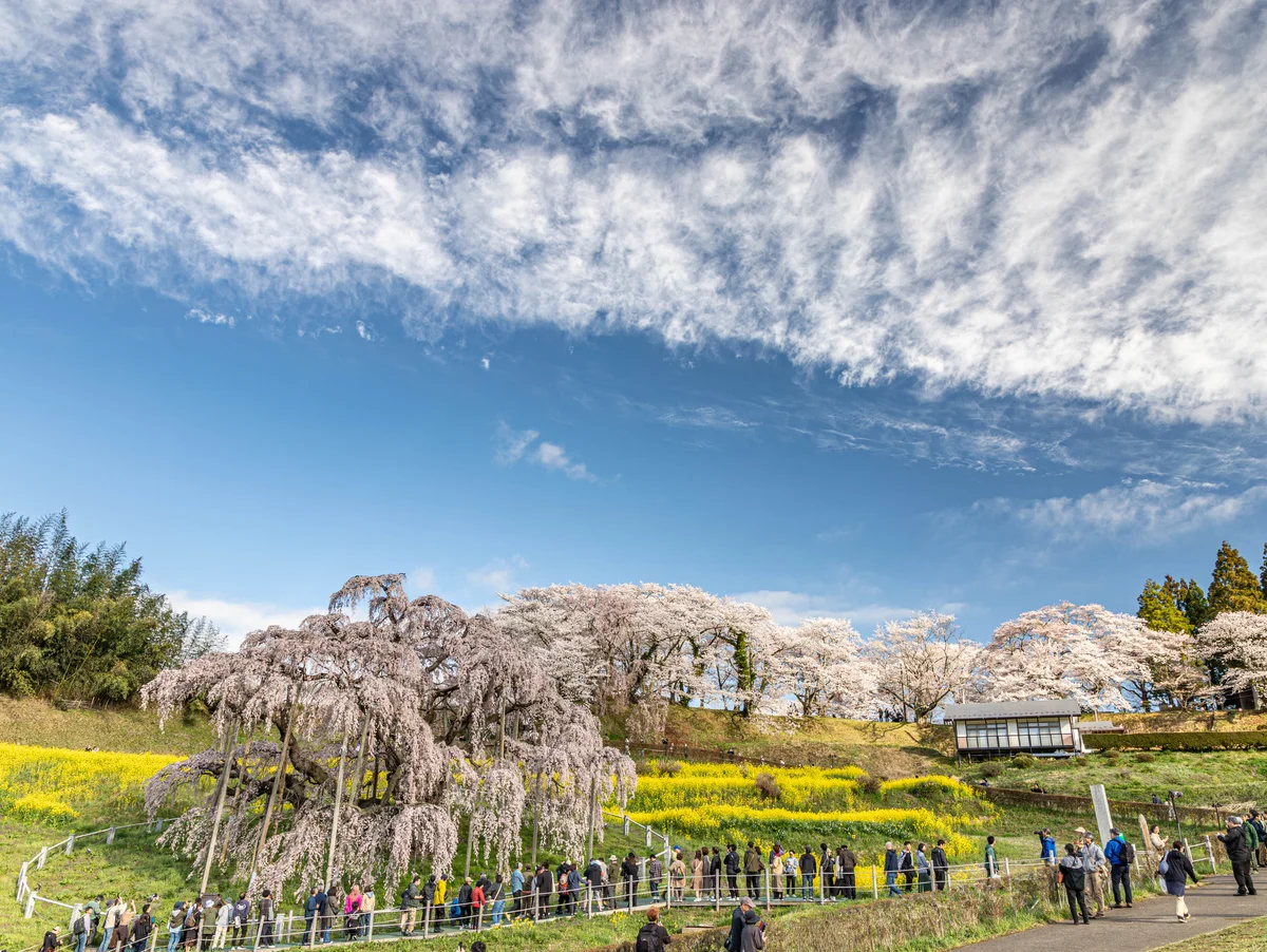 投稿写真：三春滝桜