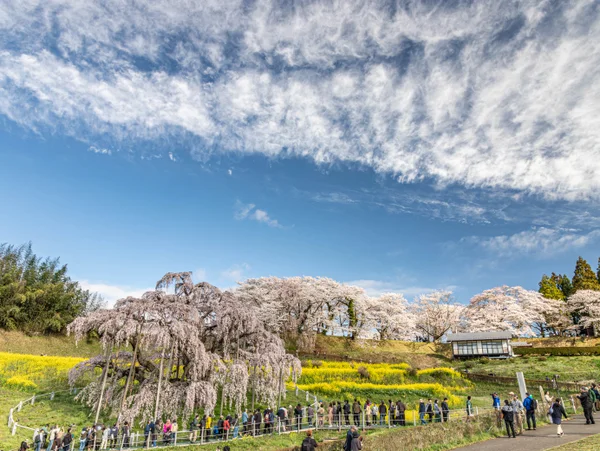 投稿：三春滝桜