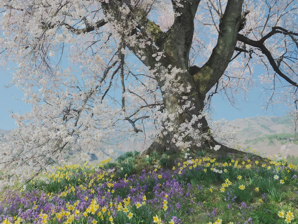 投稿写真：わに塚の桜