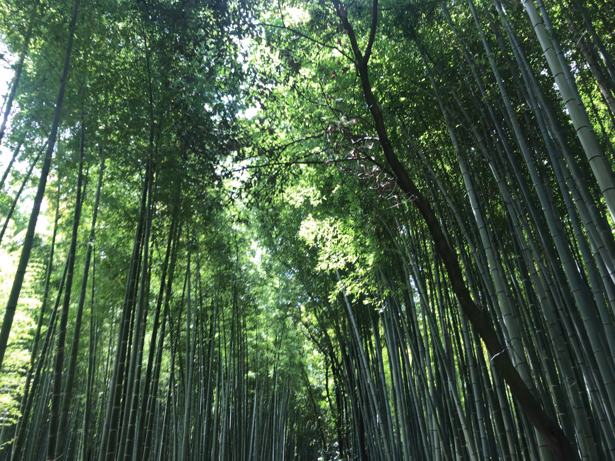 投稿写真：嵐山の竹林