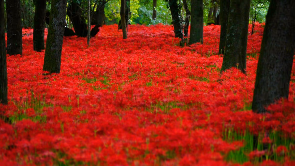 投稿写真：巾着田の曼珠沙華