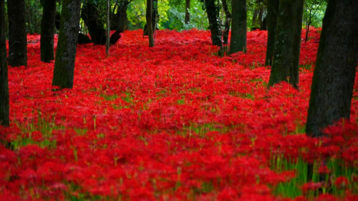 投稿写真：巾着田の曼珠沙華