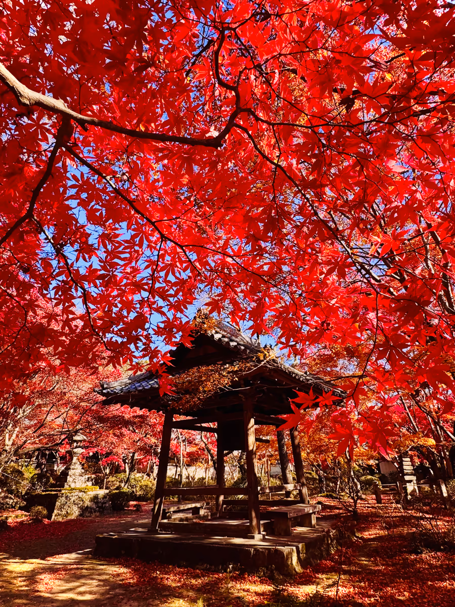 投稿写真：秋色京都🍁花の寺 天台宗 勝持寺