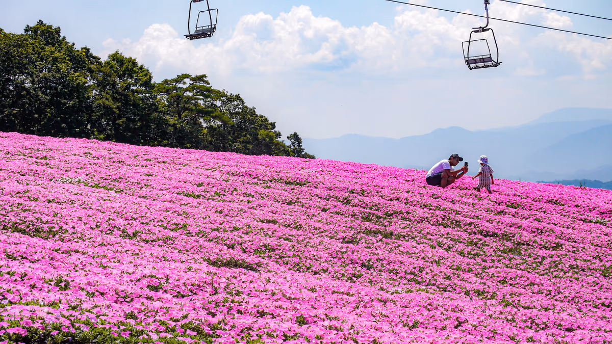 投稿写真：ひるがの高原ピクニックガーデン