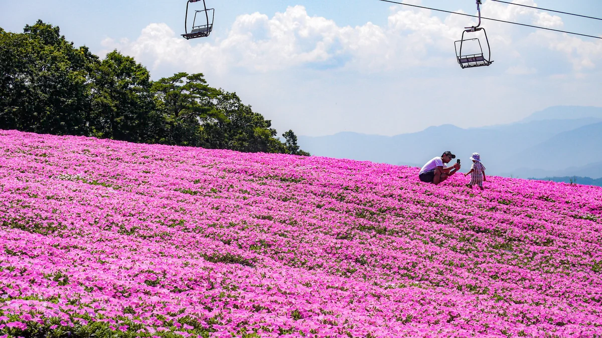 投稿写真：ひるがの高原ピクニックガーデン