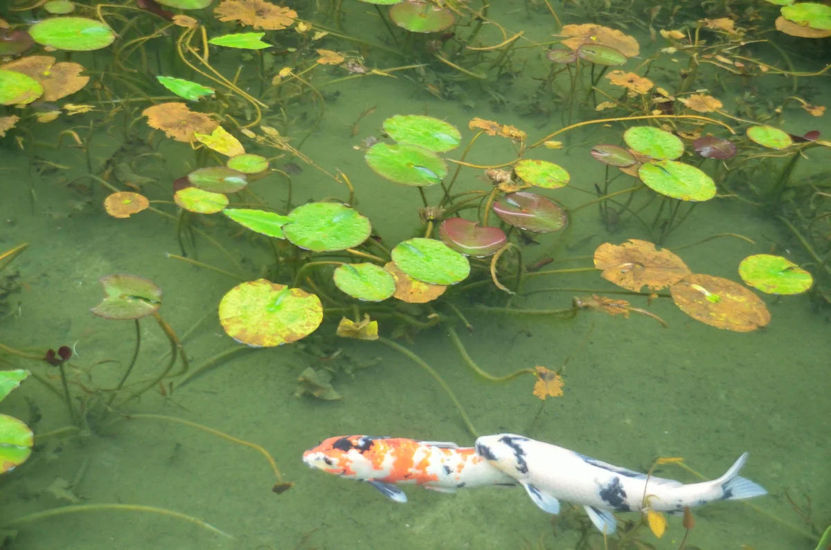 投稿写真：モネの池