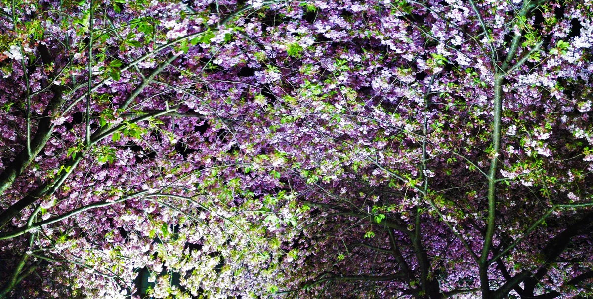 投稿写真：見上げる河津夜桜