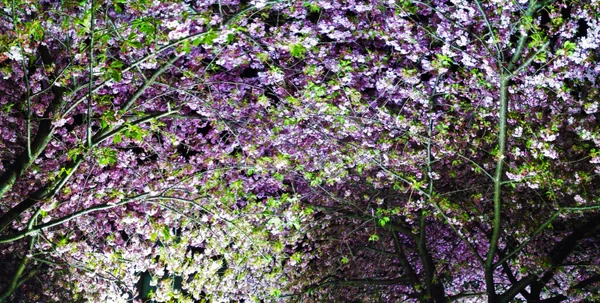 投稿：見上げる河津夜桜