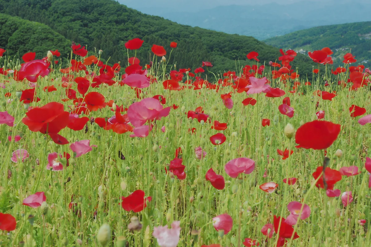 投稿写真：天空のポピー　梅雨の晴間