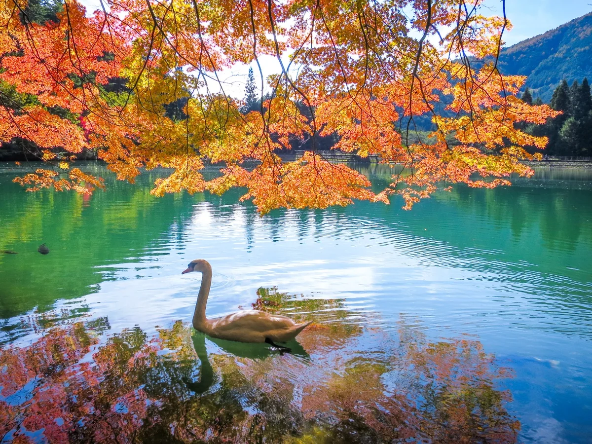 投稿写真：白鳥と紅葉