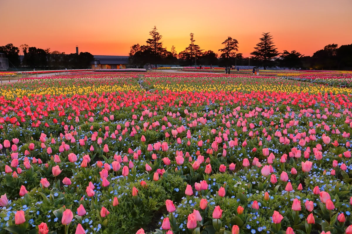 投稿写真：なばなの里　チューリップ畑の夕焼け
