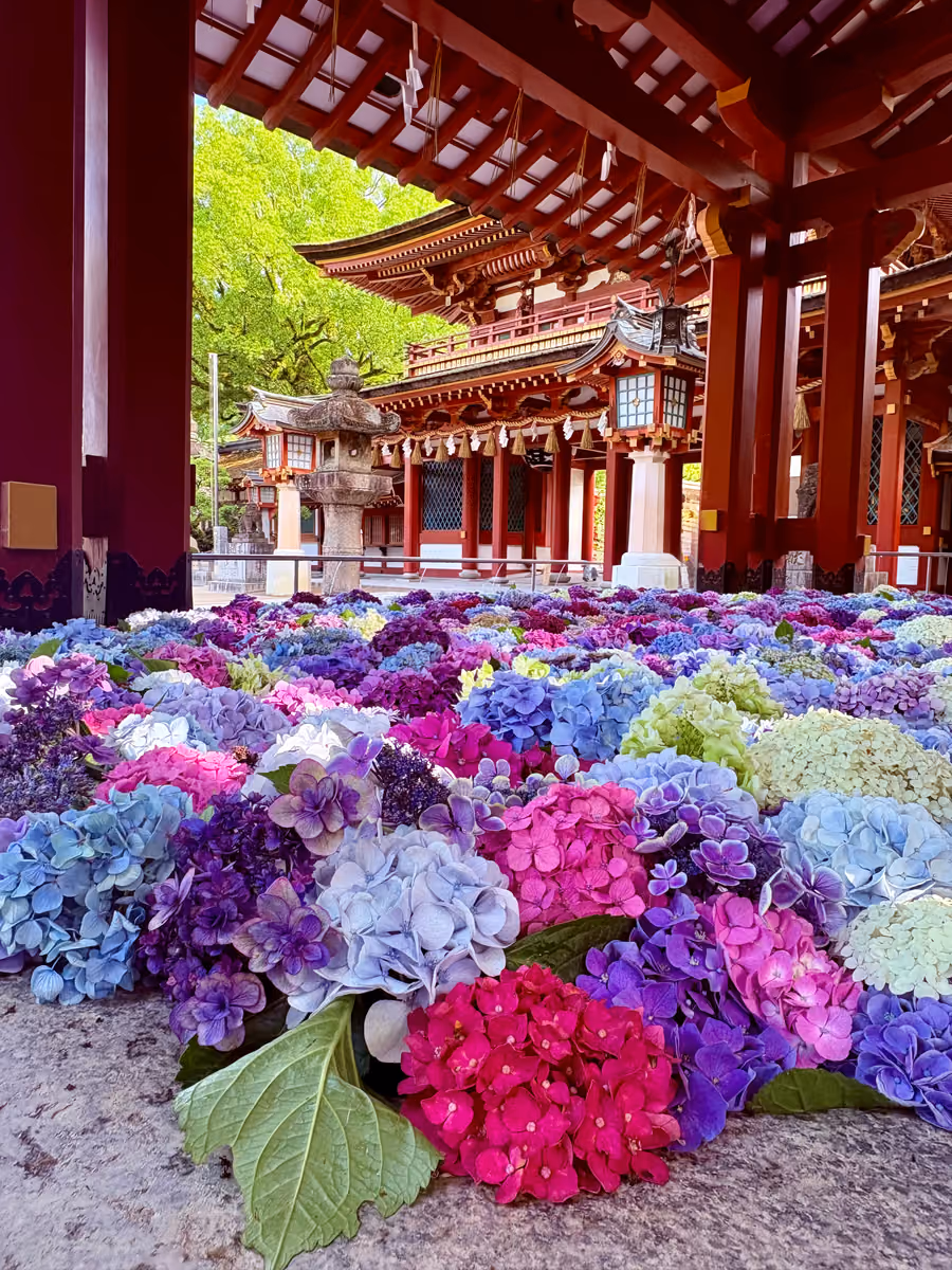 投稿写真：太宰府天満宮 紫陽花の花手水