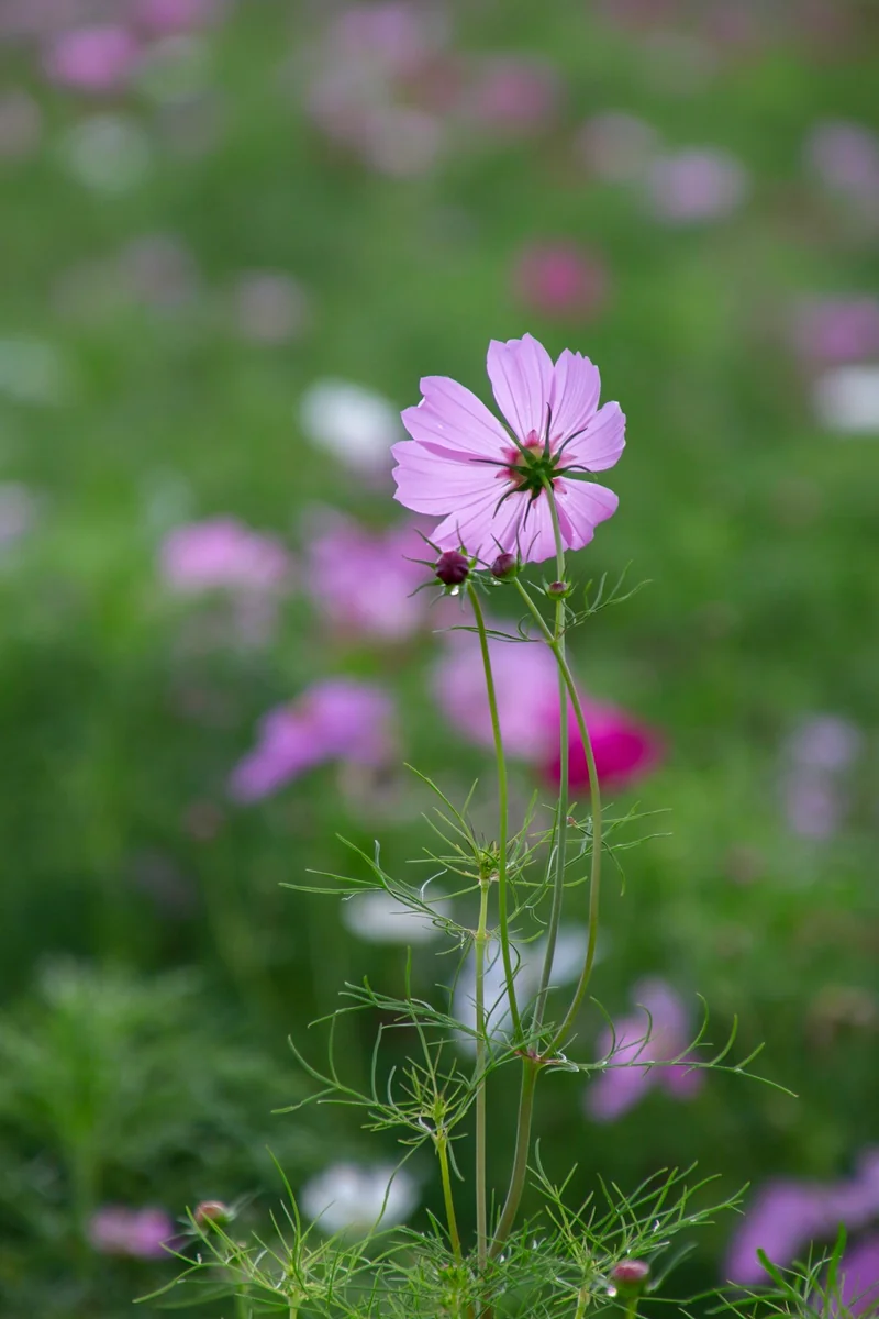 投稿写真：コスモス