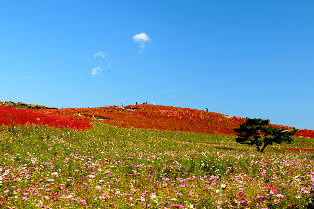 投稿写真：秋のかほり