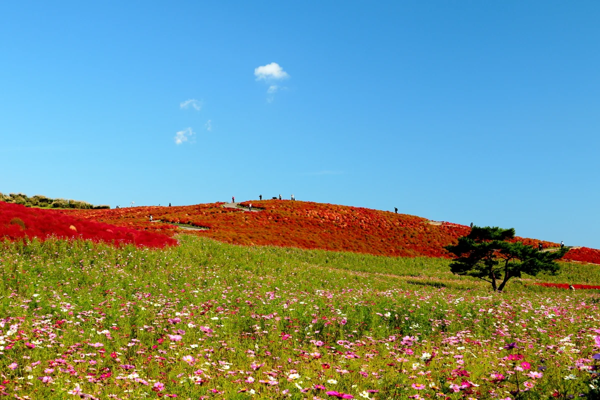 投稿写真：秋のかほり