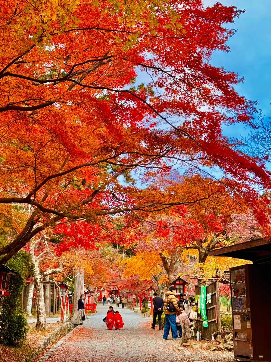投稿写真：秋色京都🍁大原野神社