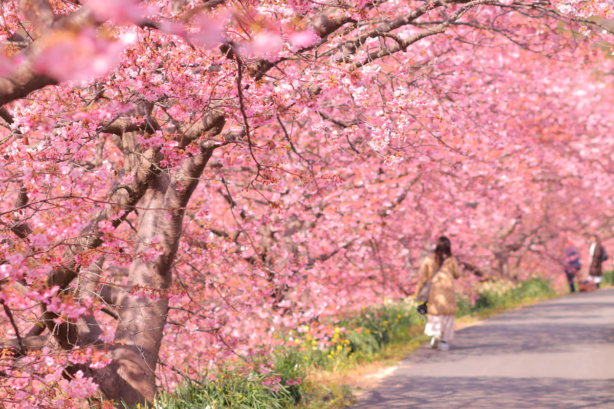 投稿写真：南伊豆の河津桜