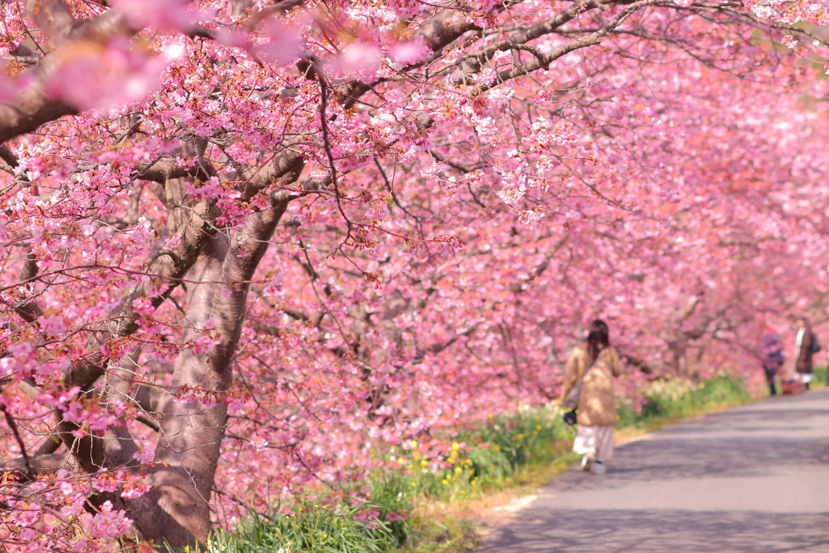 投稿写真：南伊豆の河津桜