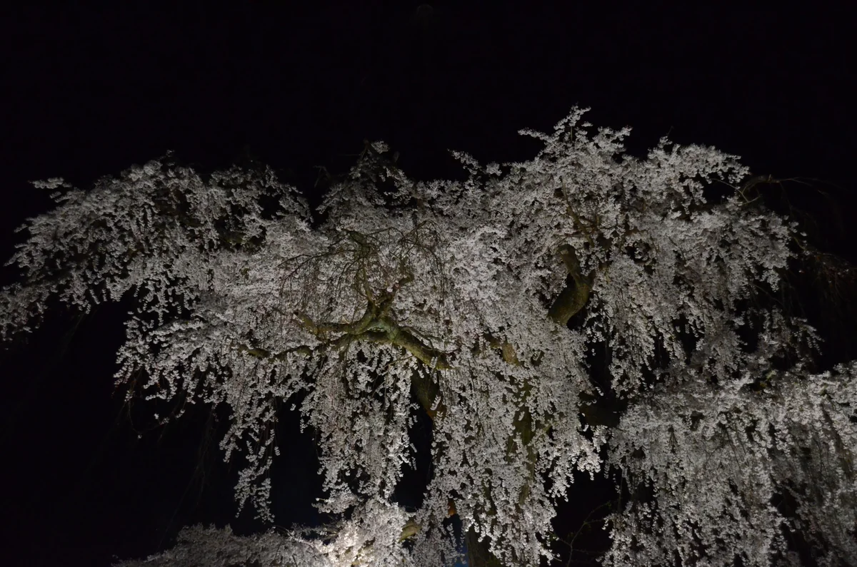 投稿写真：祇園しだれ桜