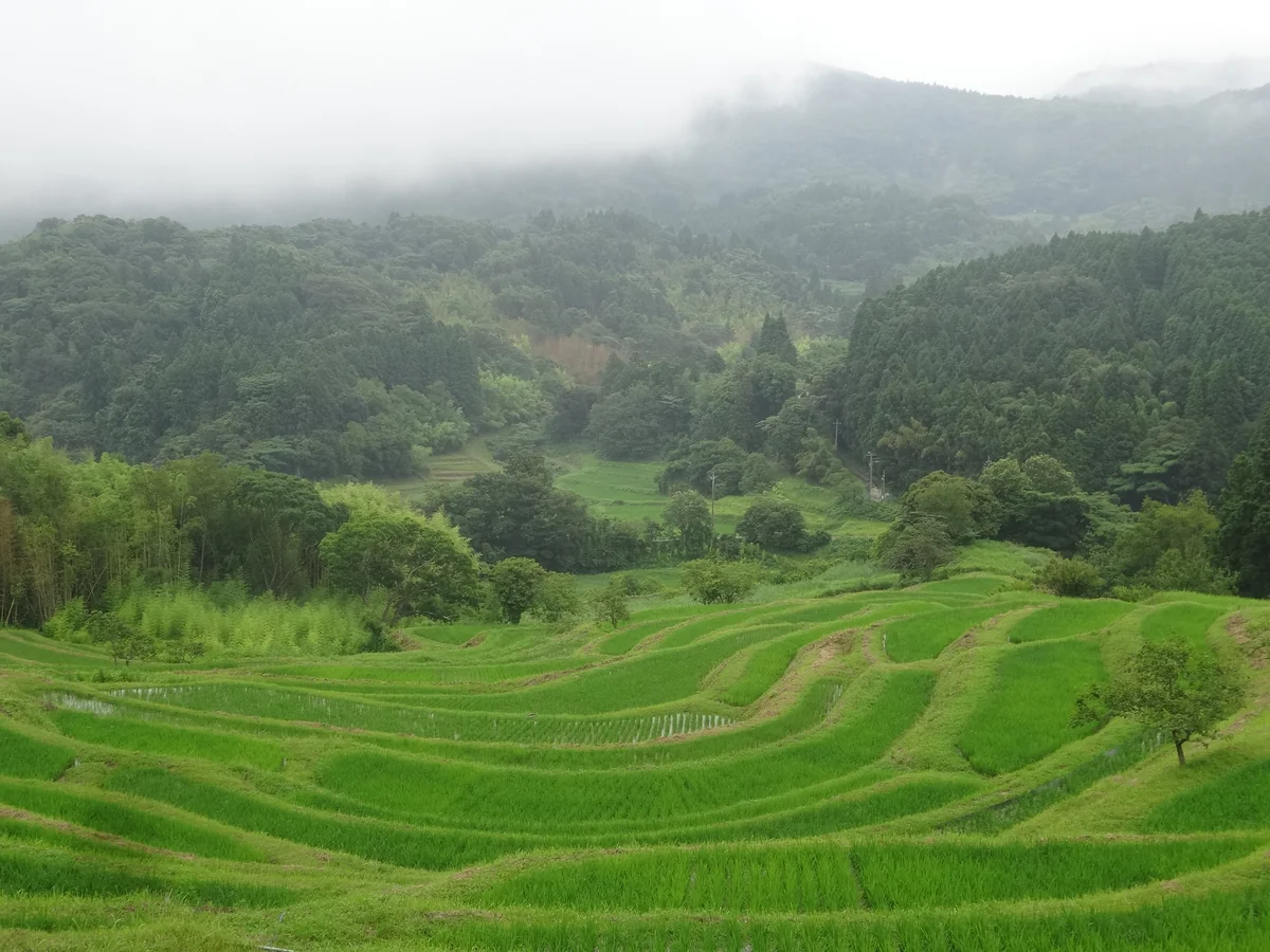 投稿写真：『東京から一番近い棚田』／大山千枚田