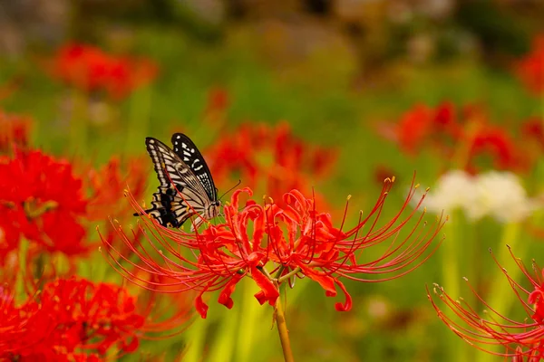 投稿：曼殊沙華と蝶