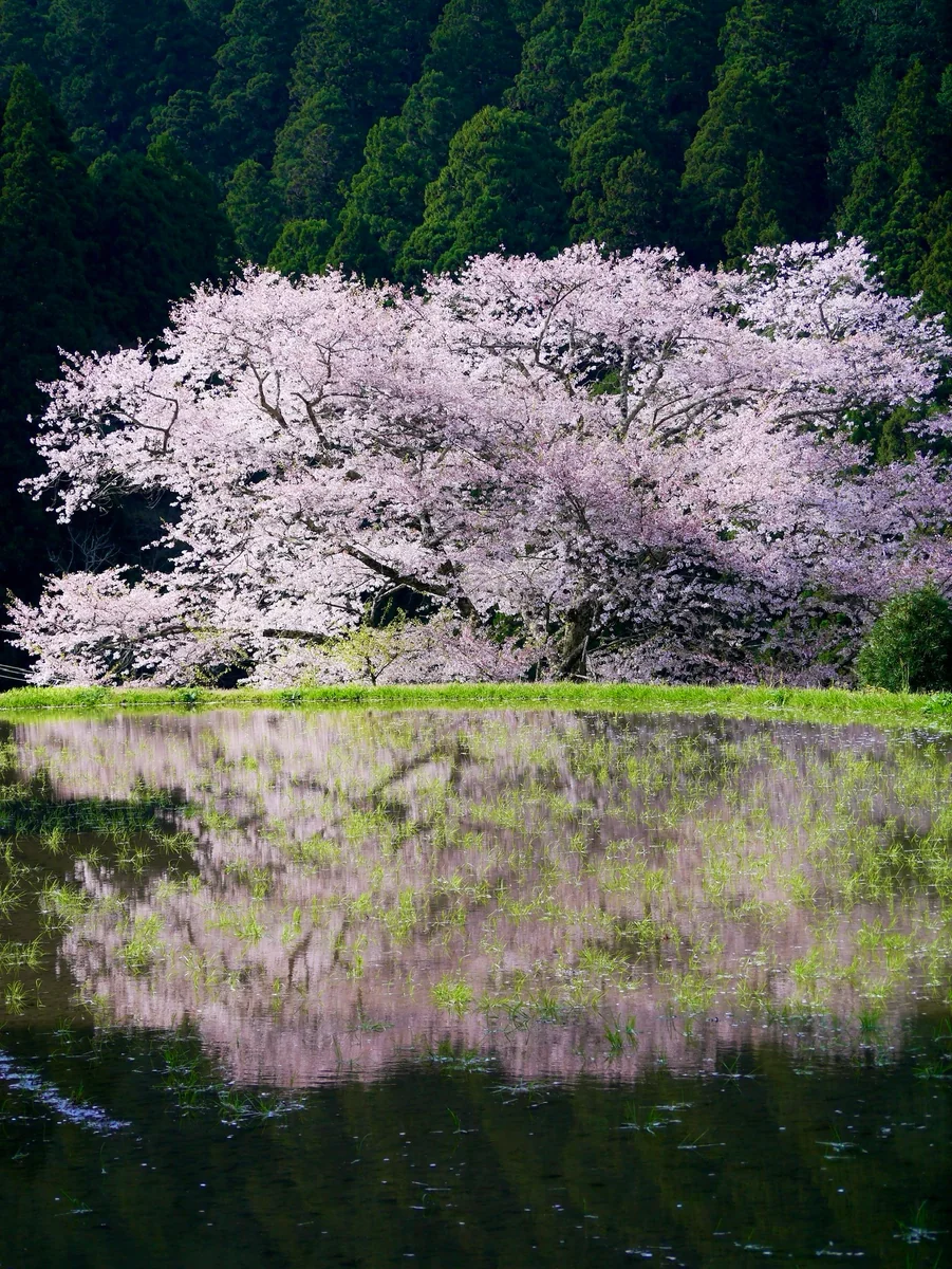 投稿写真：リフレクションが美しい馬繋ぎの桜(諸木野の桜)