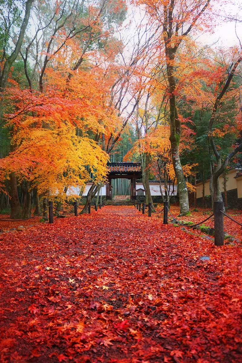 投稿写真：Jizoin Kyoto japan 地蔵院