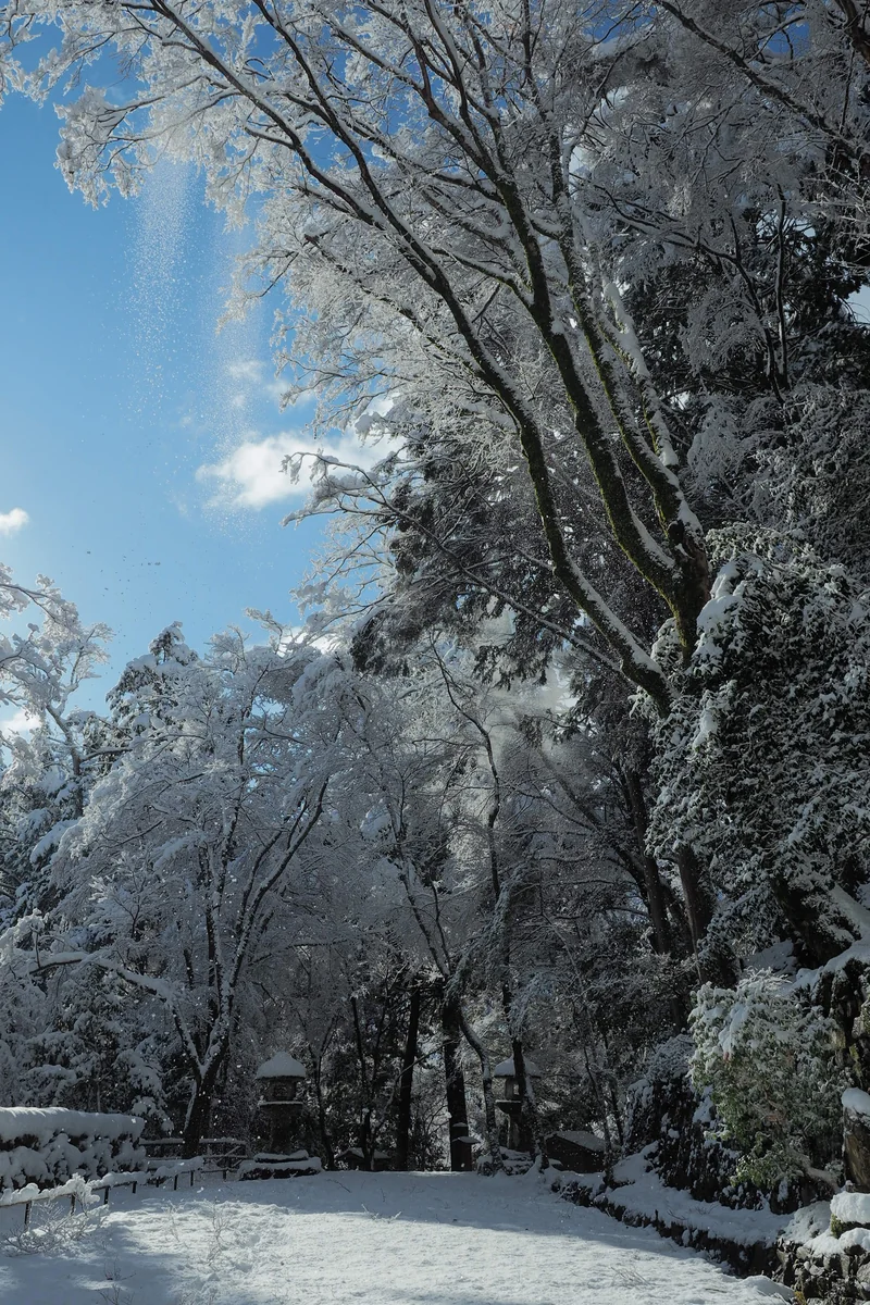 投稿写真：落雪