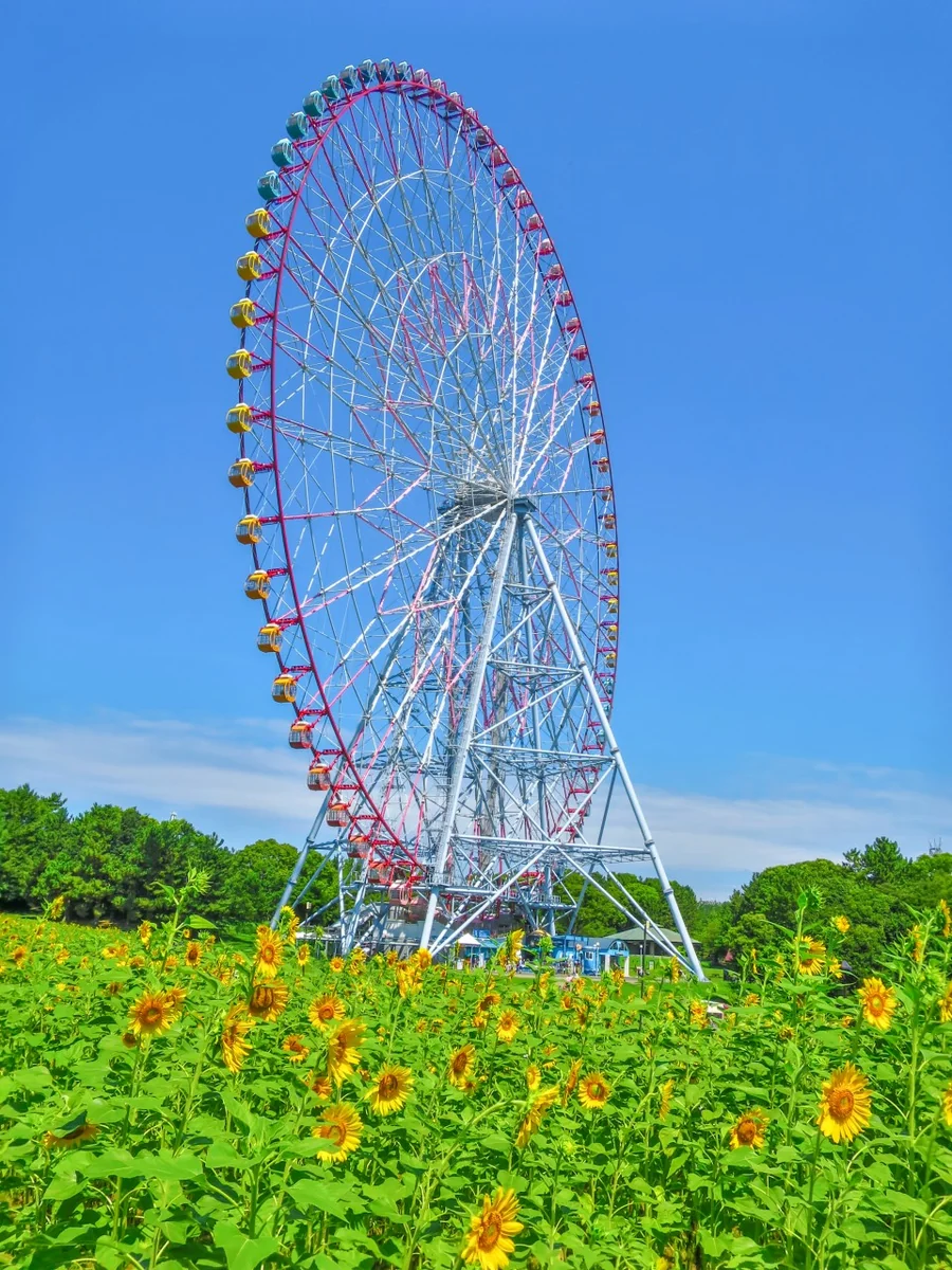 投稿写真：大観覧車とひまわり