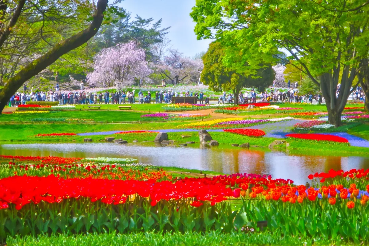 投稿写真：見頃の枝垂桜とチューリップ