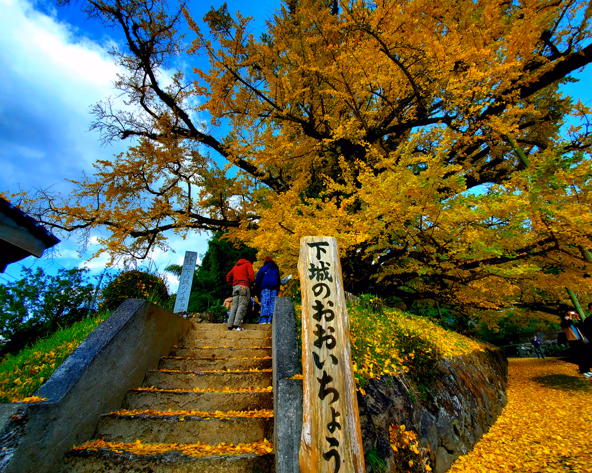 投稿写真：黄色い落ち葉と大銀杏