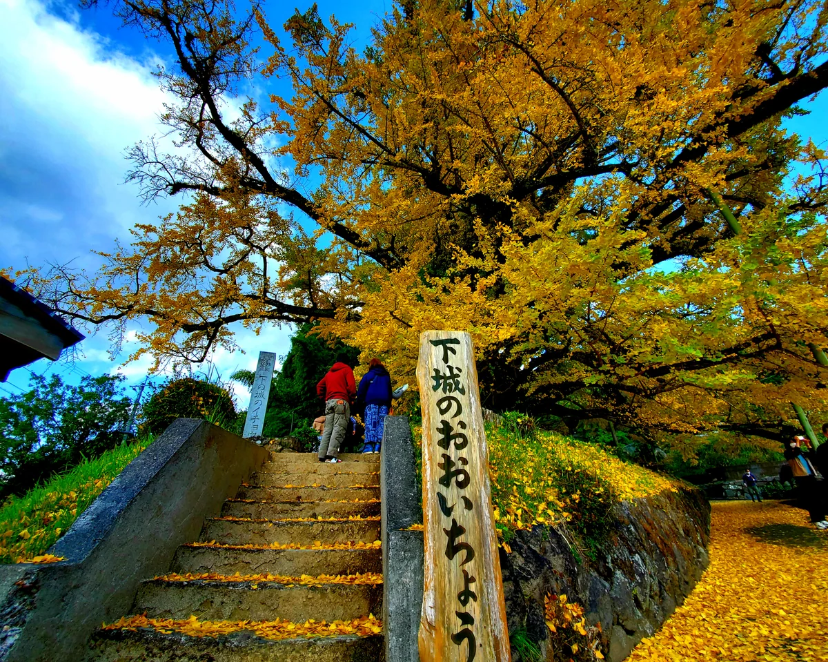 投稿写真：黄色い落ち葉と大銀杏