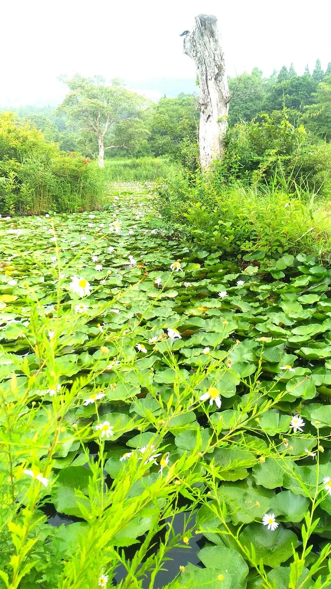 投稿写真：妙高高原いもり池