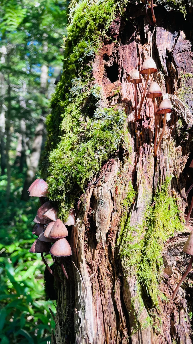 投稿写真：こびといるかな？