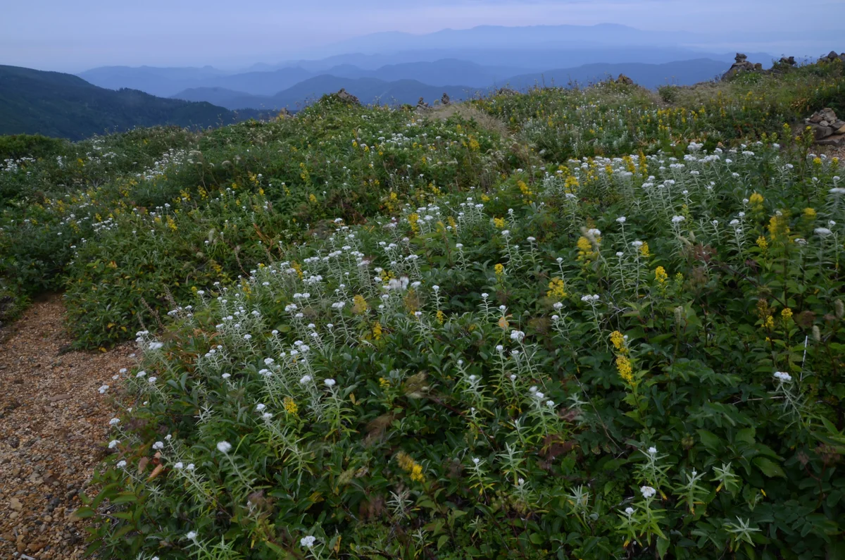 投稿写真：蔵王苅田岳　夏の花