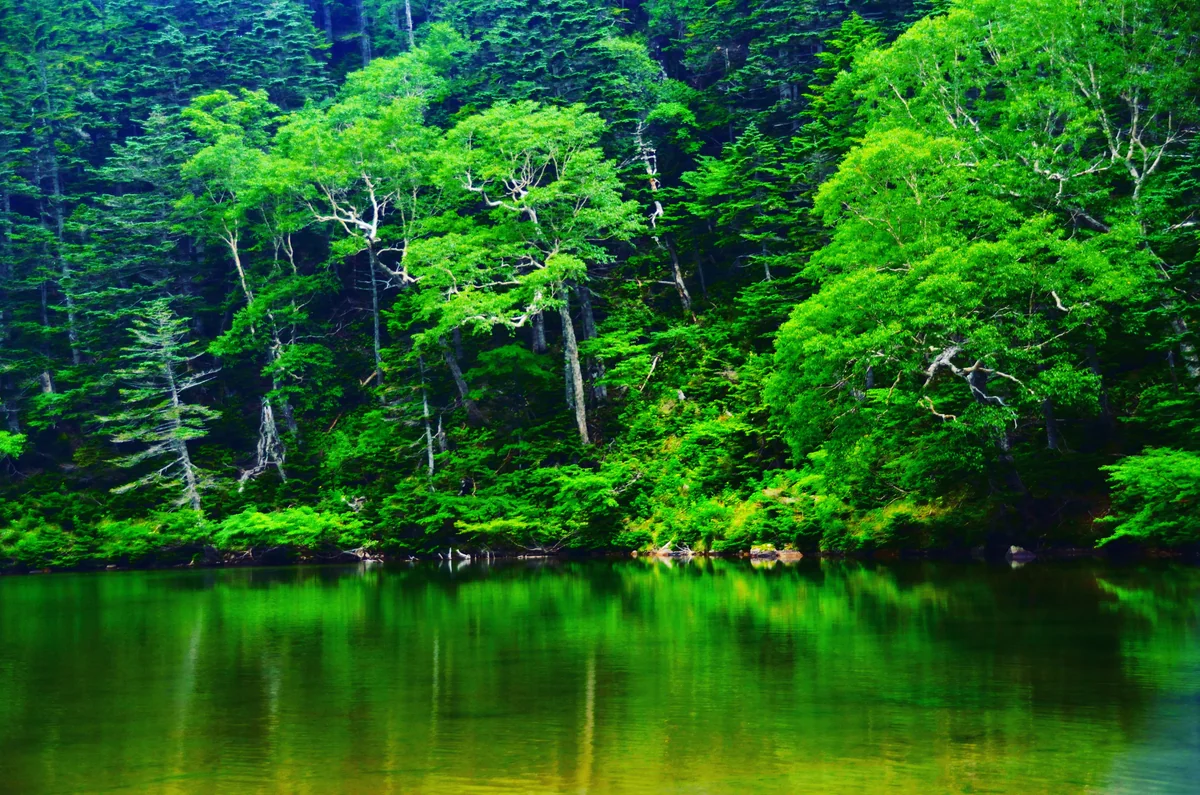 投稿写真：緑映