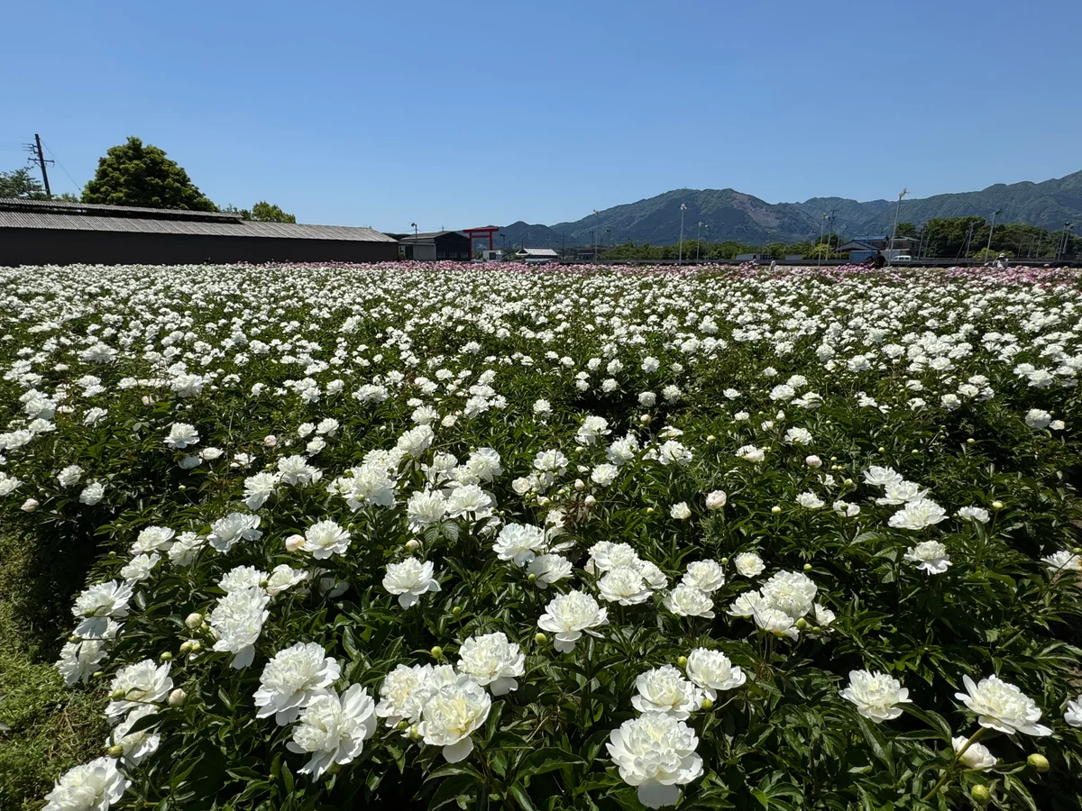投稿写真：日本最大級‼️ 約5万株・20万本の芍薬の絶景
