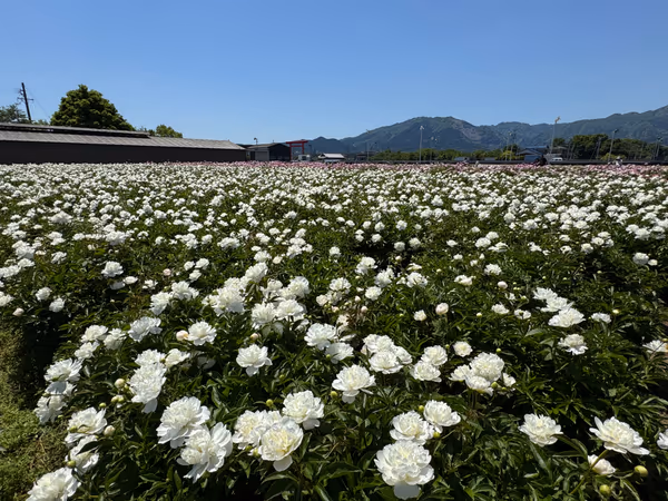 投稿：日本最大級‼️ 約5万株・20万本の芍薬の絶景