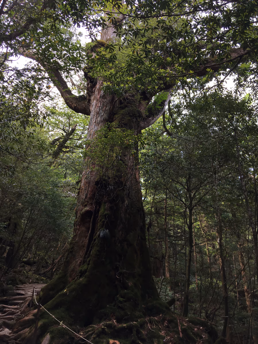 投稿写真：屋久島