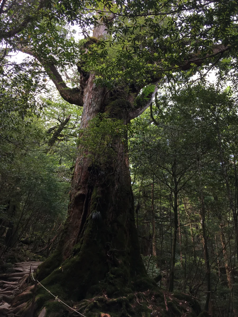 投稿写真：屋久島