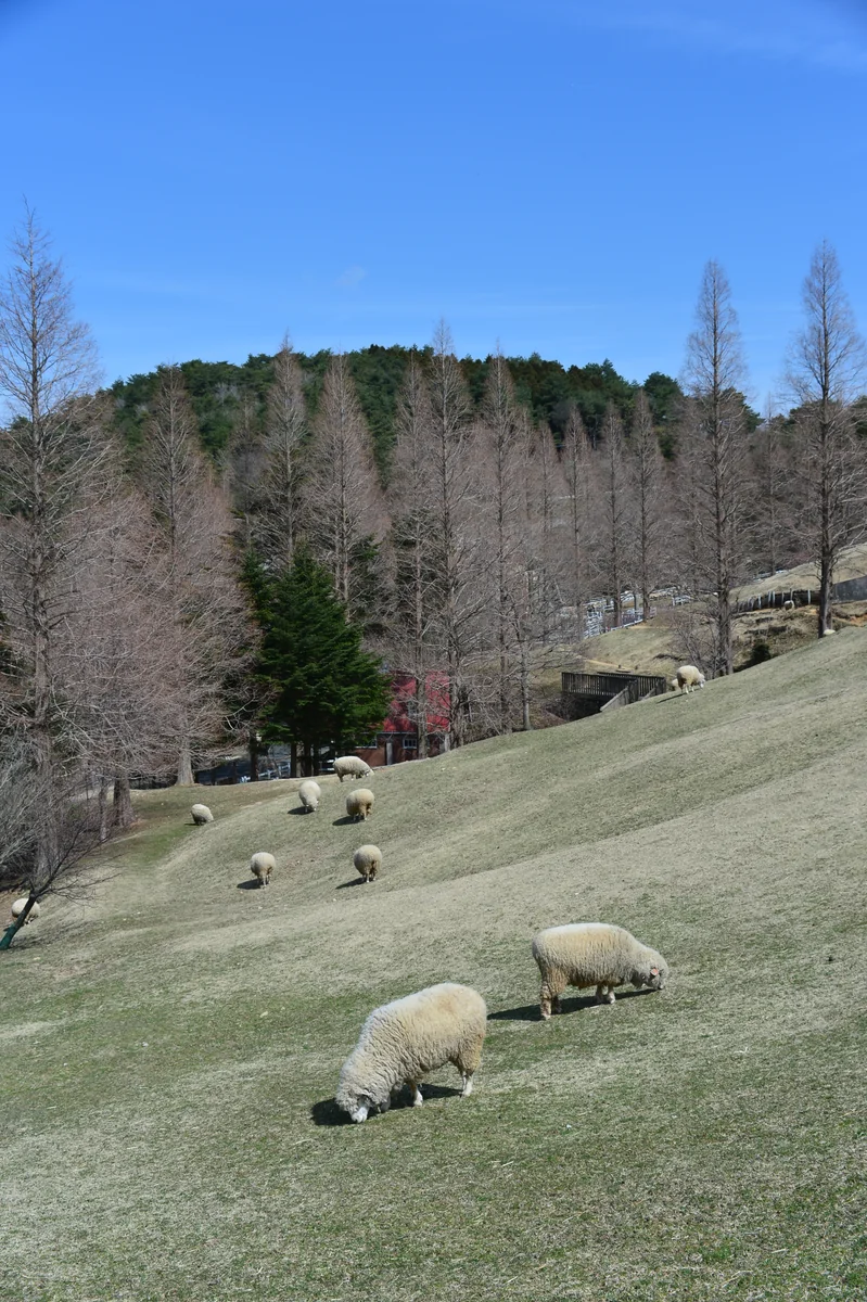 投稿写真：六甲山牧場