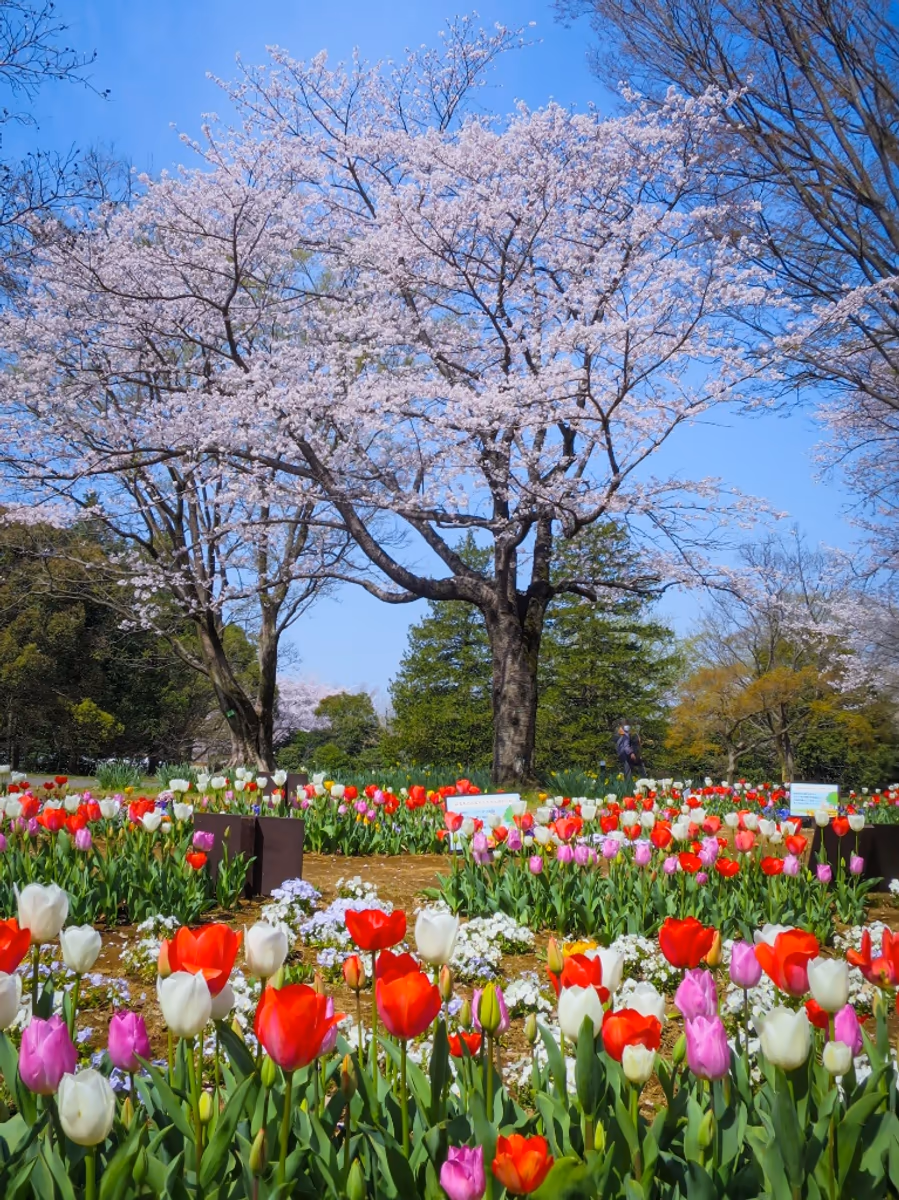投稿写真：チューリップと満開の桜