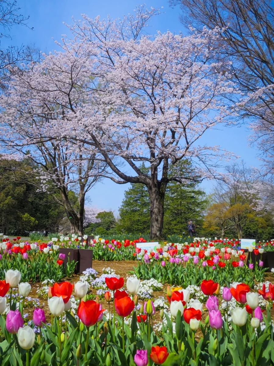 投稿写真：チューリップと満開の桜