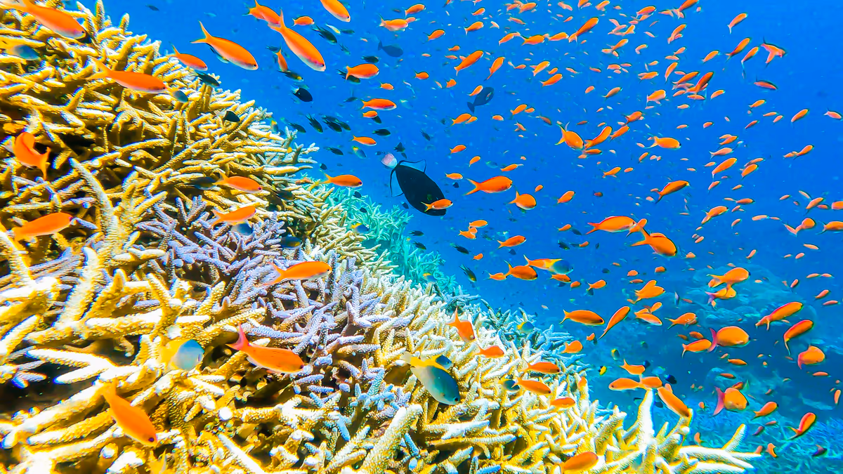 投稿写真：サンゴの森と熱帯魚の群れ