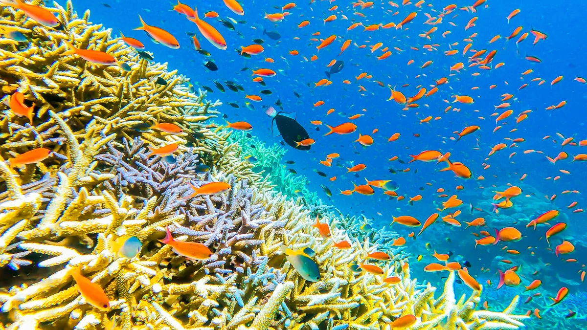 投稿写真：サンゴの森と熱帯魚の群れ