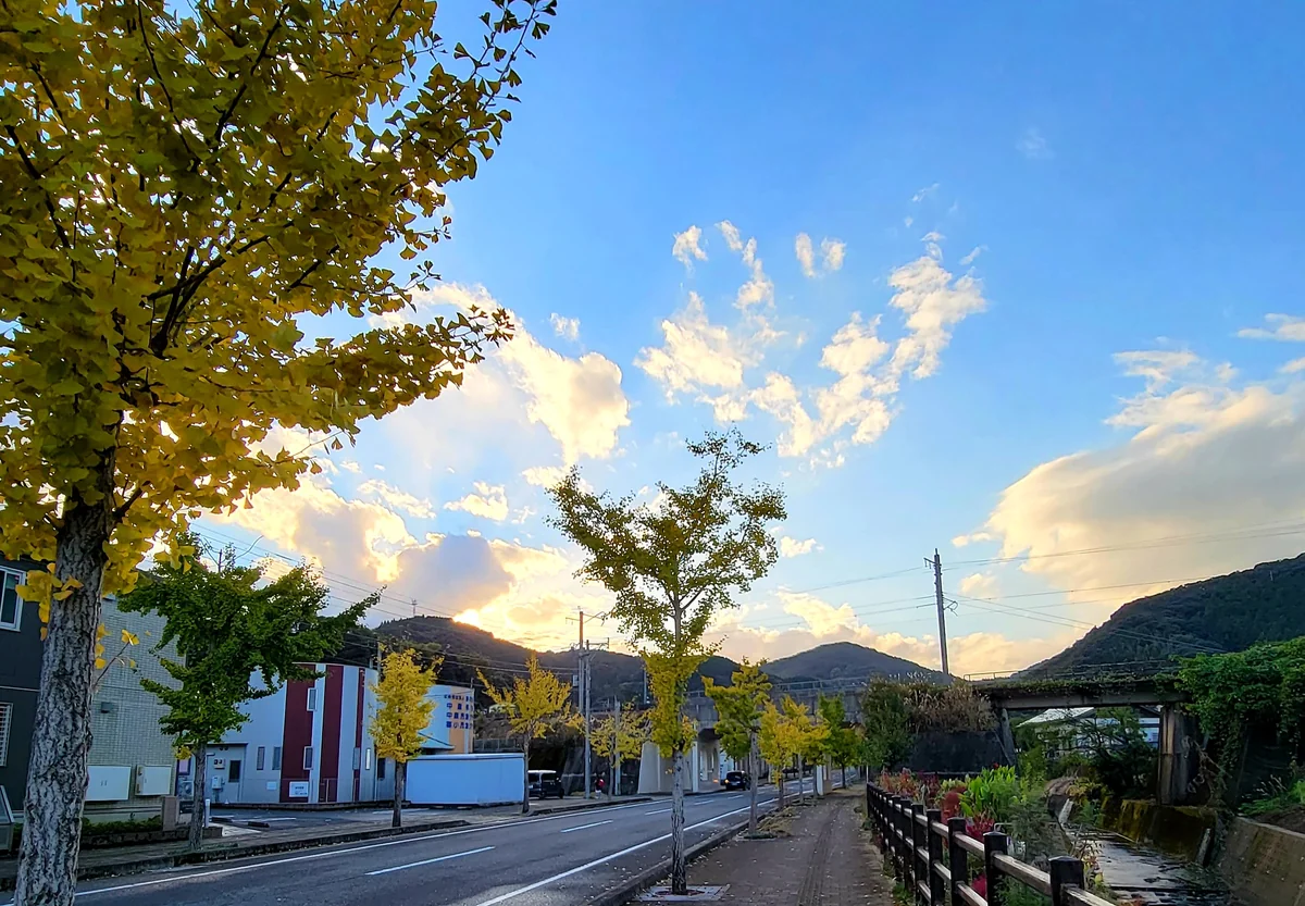 投稿写真：銀杏木並木