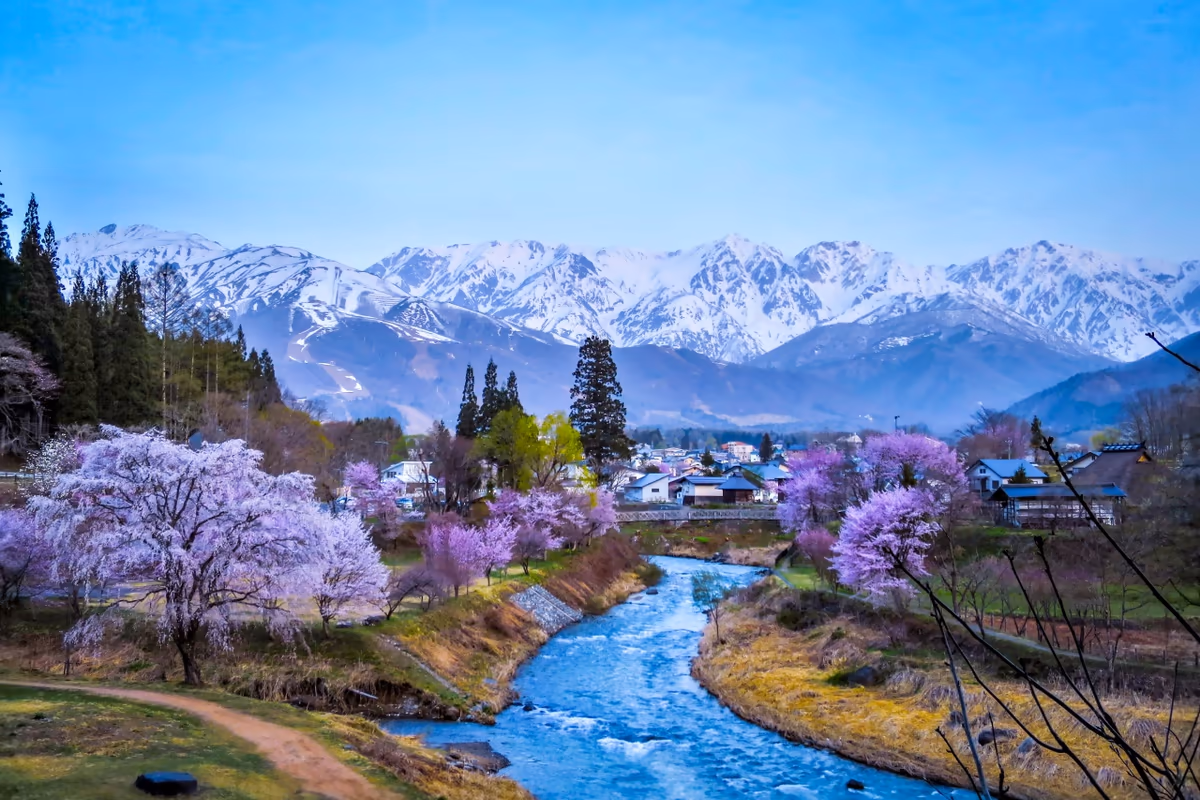 投稿写真：残雪の白馬三山と満開の桜