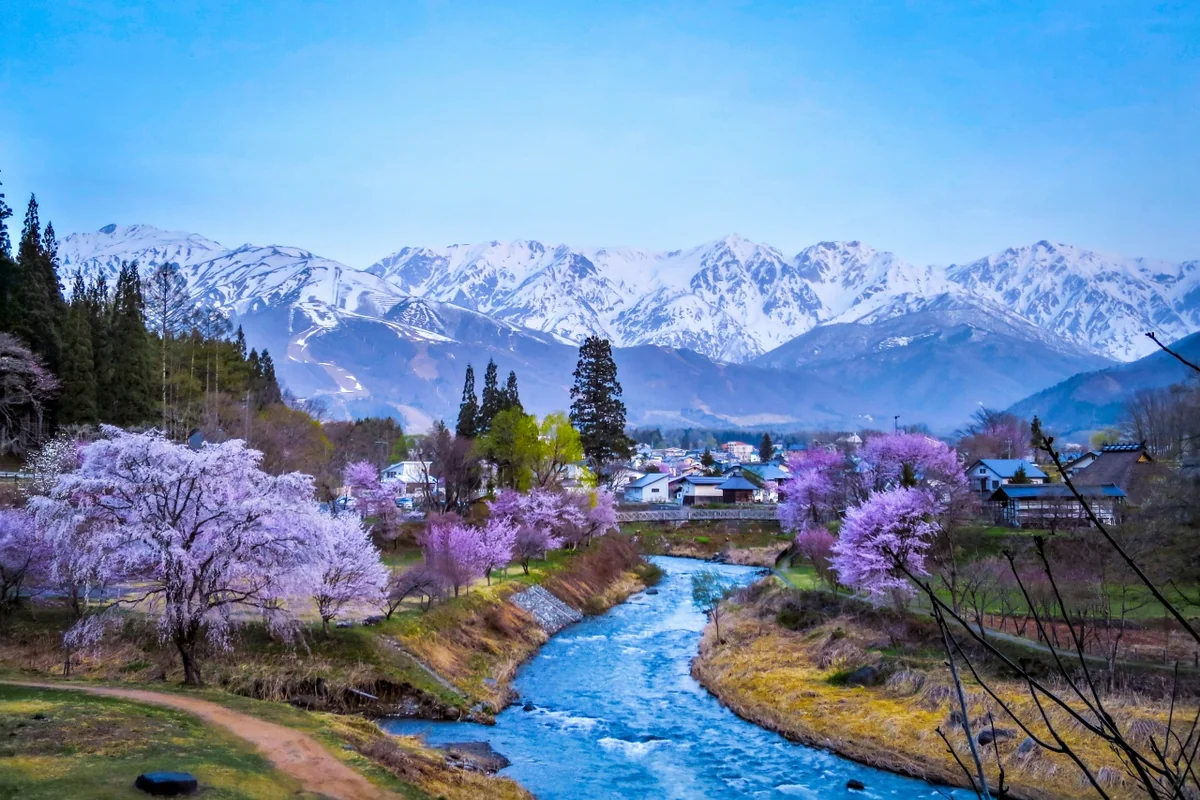 投稿写真：残雪の白馬三山と満開の桜
