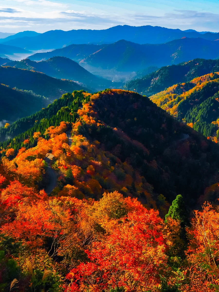 投稿写真：晩秋小入谷の紅葉　Part2